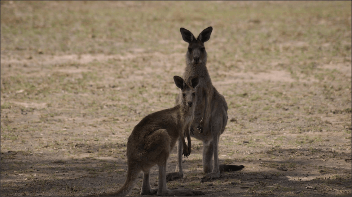2 kangaroos