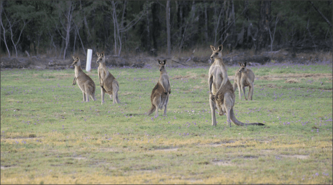 More kangaroos