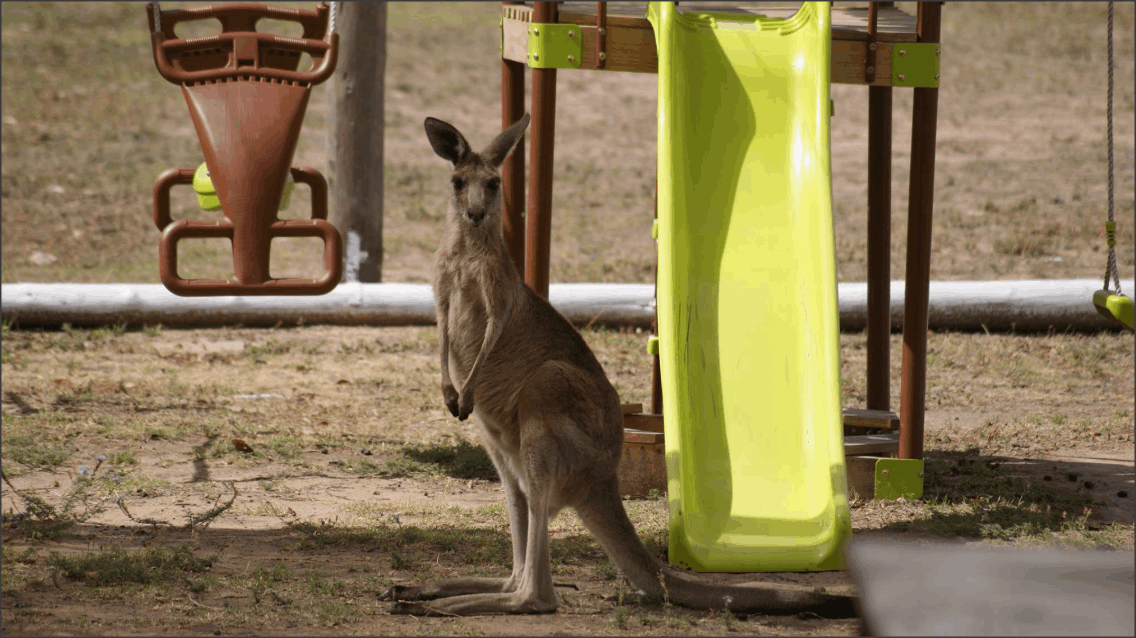 Single kangaroo